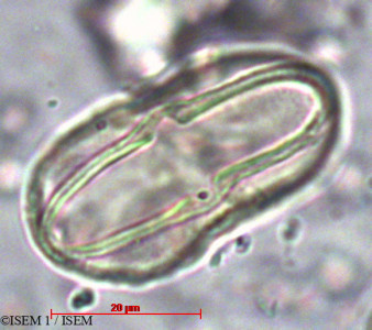 ISEM 1/Margotia_gummifera_422/Margotia_gummifera_422_0001(copy)_thumb.jpg